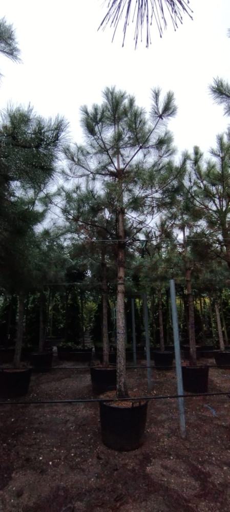 Black pine tree